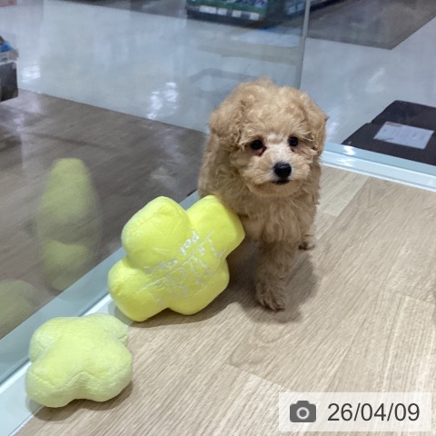 トイ・プードルの写真