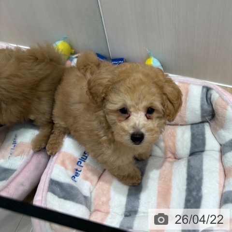 千葉県のトイプードル(トイ) (ペットプラス 木更津店/2026年2月1日生まれ/男の子/アプリコット)の子犬の4枚目の画像