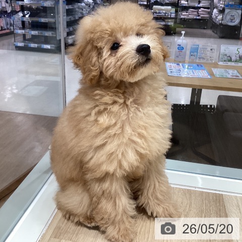 千葉県のトイプードル(トイ) (ペットプラス 木更津店/2026年2月1日生まれ/男の子/アプリコット)の子犬の4枚目の画像