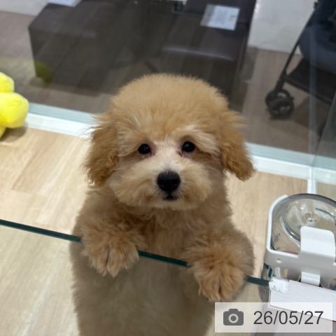 千葉県のトイプードル(トイ) (ペットプラス 木更津店/2026年2月1日生まれ/男の子/アプリコット)の子犬の4枚目の画像