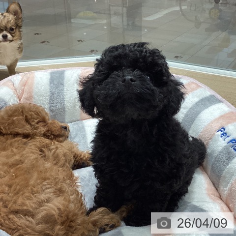 埼玉県のトイプードル(トイ) (ペットプラス ピオニウォーク東松山店/2026年2月1日生まれ/女の子/ブラック)の子犬の4枚目の画像