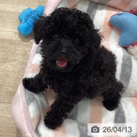 トイ・プードルの写真