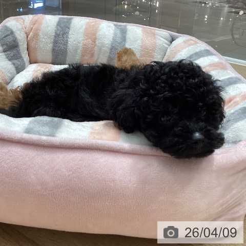 埼玉県のトイプードル(トイ) (ペットプラス ピオニウォーク東松山店/2026年2月1日生まれ/女の子/ブラック)の子犬の3枚目の画像