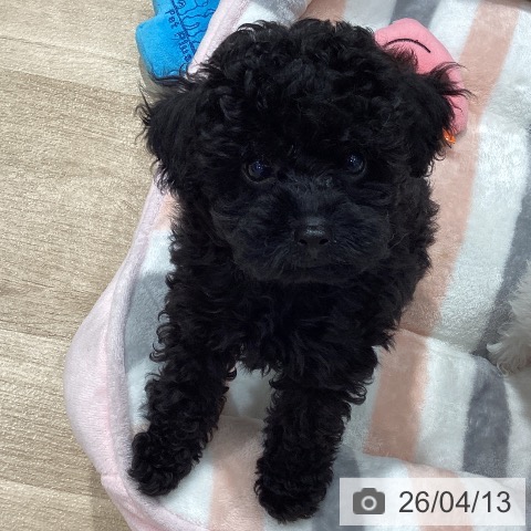 トイ・プードルの写真