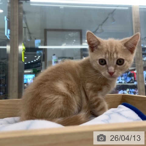 東京都のアメリカンショートヘアー (ペットプラス アクアシティお台場店/2026年2月4日生まれ/男の子/クリームタビー)の子猫の4枚目の画像