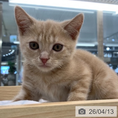 東京都のアメリカンショートヘアー (ペットプラス アクアシティお台場店/2026年2月4日生まれ/男の子/クリームタビー)の子猫の3枚目の画像