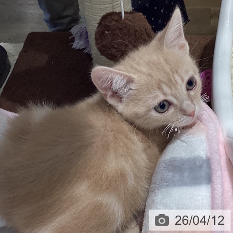 埼玉県のアメリカンショートヘアー (ペットプラス コクーンシティ店/2026年2月4日生まれ/男の子/クリームタビー)の子猫の4枚目の画像