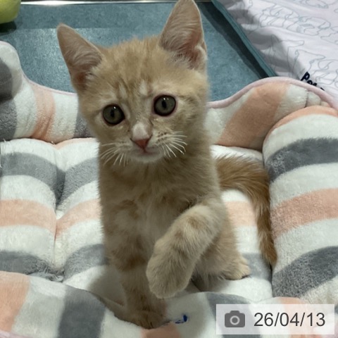 埼玉県のアメリカンショートヘアー (ペットプラス コクーンシティ店/2026年2月4日生まれ/男の子/クリームタビー)の子猫の3枚目の画像