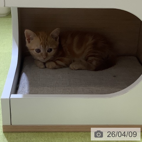 アメリカンショートヘアの写真