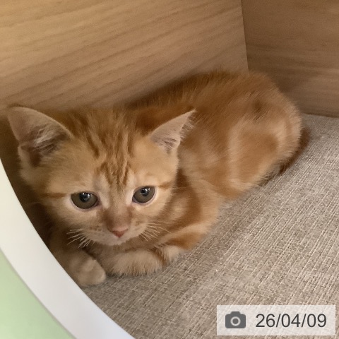 アメリカンショートヘアの写真