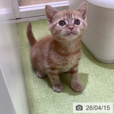 埼玉県のアメリカンショートヘアー (ペットプラス 羽生店/2026年2月4日生まれ/女の子/レッドタビー)の子猫の4枚目の画像