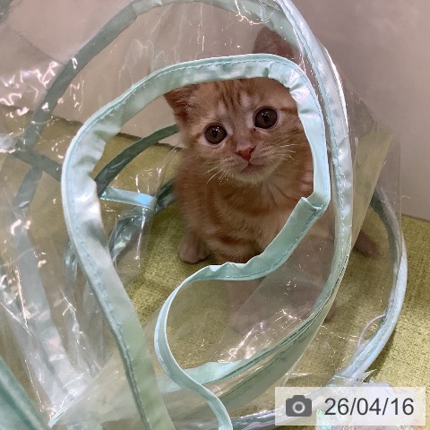 埼玉県のアメリカンショートヘアー (ペットプラス 羽生店/2026年2月4日生まれ/女の子/レッドタビー)の子猫の3枚目の画像