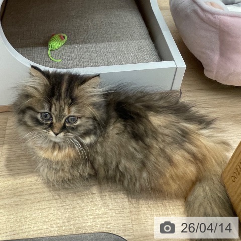 東京都のミヌエット (ペットプラス 大井町トラックス店/2026年1月26日生まれ/女の子/ブラウンパッチドタビーホワイト)の子猫の3枚目の画像