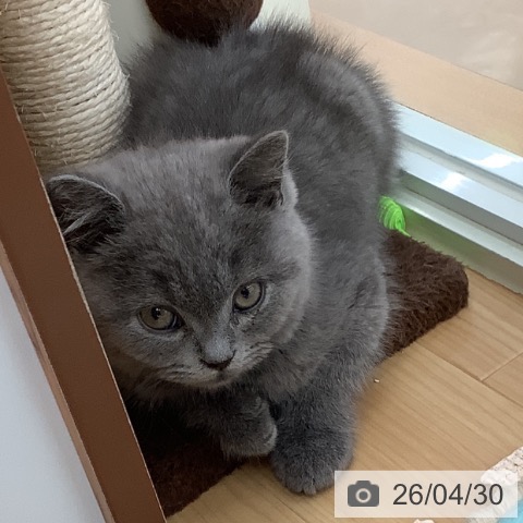 青森県のブリティッシュショートヘアー (ペットプラス 青森浜田店/2026年2月5日生まれ/男の子/ブルー)の子猫の4枚目の画像