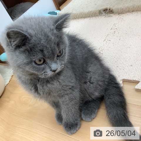 青森県のブリティッシュショートヘアー (ペットプラス 青森浜田店/2026年2月5日生まれ/男の子/ブルー)の子猫の4枚目の画像
