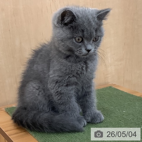 青森県のブリティッシュショートヘアー (ペットプラス 青森浜田店/2026年2月5日生まれ/男の子/ブルー)の子猫の3枚目の画像