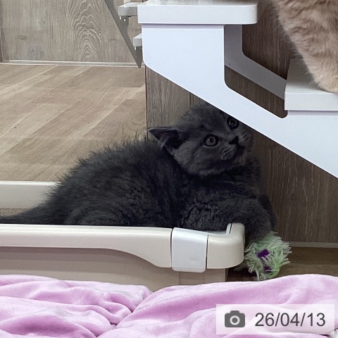 茨城県のブリティッシュショートヘアー (ペットプラス つくば店/2026年2月5日生まれ/男の子/ブルー)の子猫の3枚目の画像