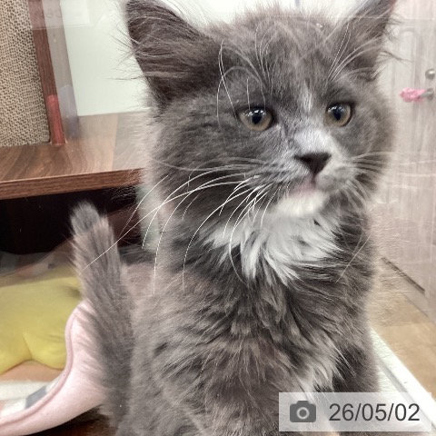 福岡県のサイベリアン (ペットプラス 春日店/2026年2月6日生まれ/男の子/ブルーホワイト)の子猫の4枚目の画像