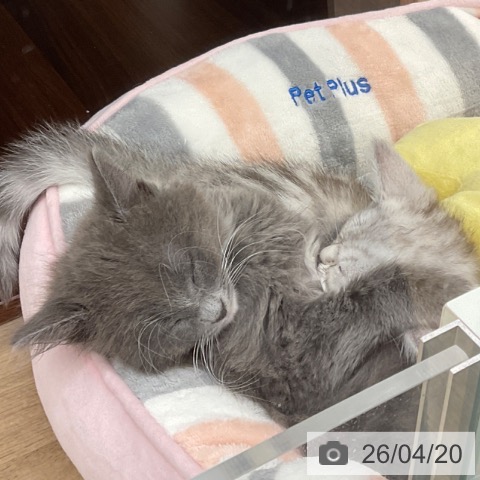 福岡県のサイベリアン (ペットプラス 春日店/2026年2月6日生まれ/男の子/ブルーホワイト)の子猫の3枚目の画像