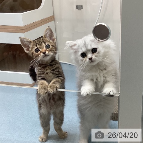 長崎県のアメリカンショートヘアー (ペットプラス 長崎店/2026年2月2日生まれ/男の子/ブラウンタビー)の子猫の4枚目の画像