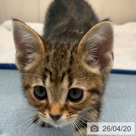 長崎県のアメリカンショートヘアー (ペットプラス 長崎店/2026年2月2日生まれ/男の子/ブラウンタビー)の子猫の3枚目の画像