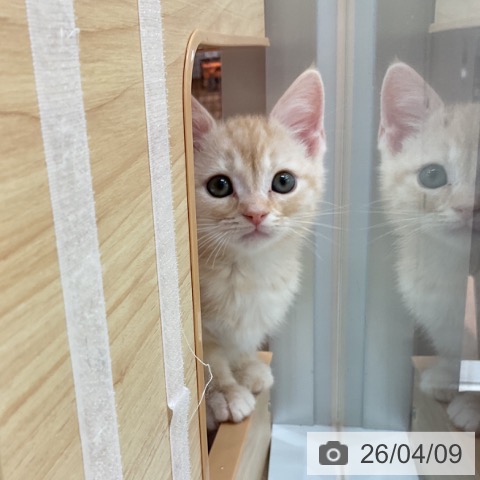 アメリカンショートヘアの写真