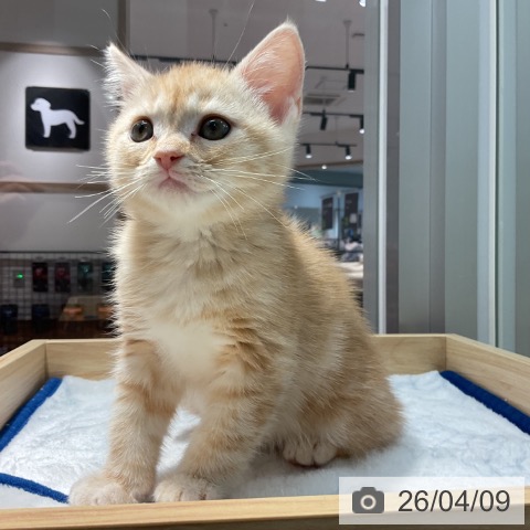 アメリカンショートヘアの写真