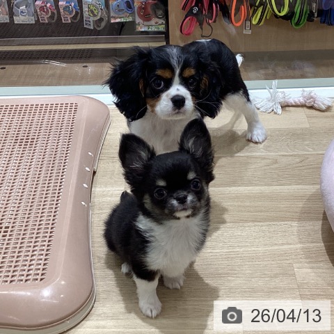 宮城県のチワワ(ロング) (ペットプラス 仙台上杉店/2026年2月3日生まれ/男の子/ブラックタンホワイト)の子犬の4枚目の画像