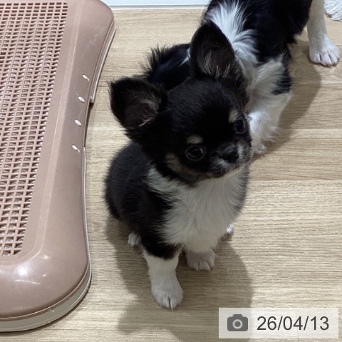 宮城県のチワワ(ロング) (ペットプラス 仙台上杉店/2026年2月3日生まれ/男の子/ブラックタンホワイト)の子犬の3枚目の画像