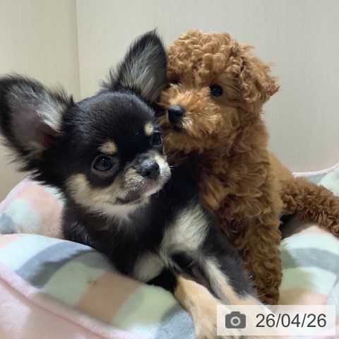 神奈川県のチワワ(ロング) (ペットプラス 座間店/2026年2月3日生まれ/男の子/ブラックタン)の子犬の4枚目の画像
