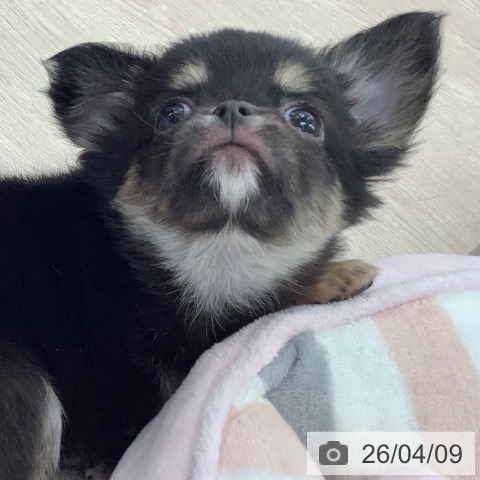 埼玉県のチワワ(ロング) (ペットプラス 川口店/2026年2月3日生まれ/男の子/ブラックタン)の子犬の4枚目の画像