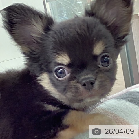 埼玉県のチワワ(ロング) (ペットプラス 川口店/2026年2月3日生まれ/男の子/ブラックタン)の子犬の3枚目の画像