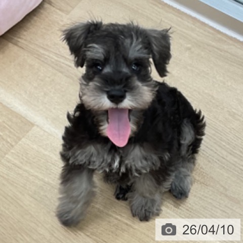 神奈川県のミニチュアシュナウザー (ペットプラス アミーゴ藤沢店/2026年2月2日生まれ/男の子/ソルトペッパー)の子犬の3枚目の画像