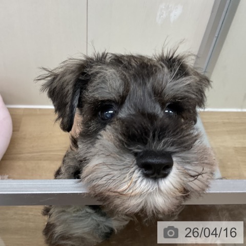 神奈川県のミニチュアシュナウザー (ペットプラス アミーゴ藤沢店/2026年2月2日生まれ/男の子/ソルトペッパー)の子犬の3枚目の画像