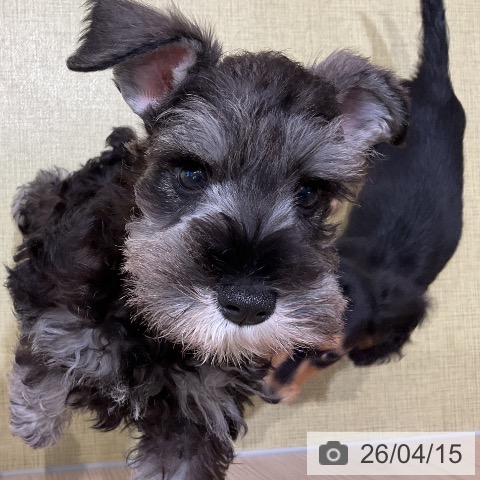 福島県のミニチュアシュナウザー (ペットプラス イオンタウン郡山店/2026年2月2日生まれ/男の子/ソルトペッパー)の子犬の3枚目の画像