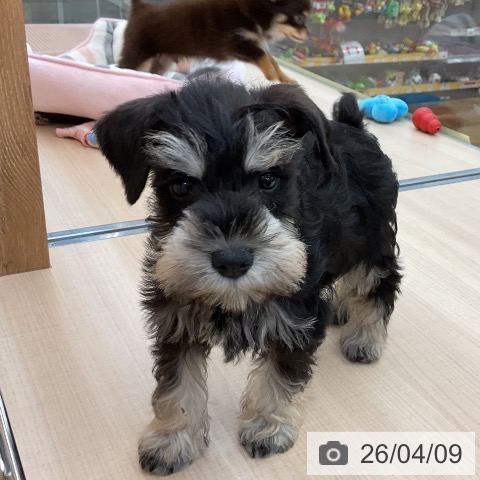 ミニチュア・シュナウザーの写真