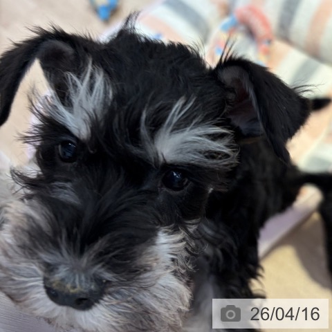 ミニチュア・シュナウザーの写真