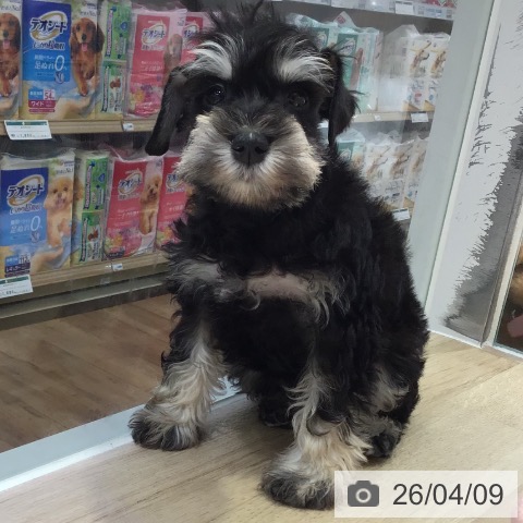 ミニチュア・シュナウザーの写真