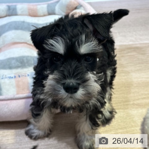 ミニチュア・シュナウザーの写真