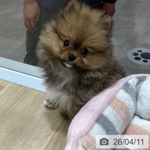 ポメラニアンの写真