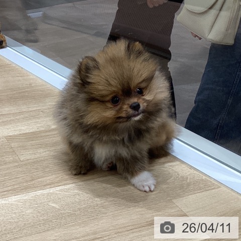 ポメラニアンの写真