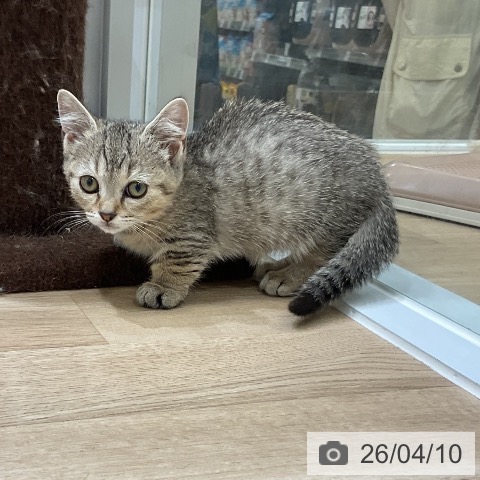 福岡県のマンチカン (ペットプラス 香椎浜店/2026年1月17日生まれ/女の子/ブラウンタビー)の子猫の4枚目の画像