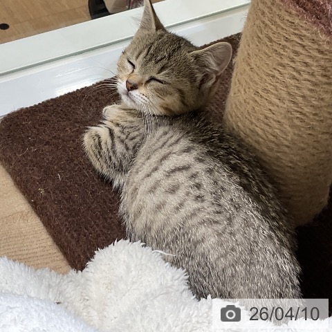 福岡県のマンチカン (ペットプラス 香椎浜店/2026年1月17日生まれ/女の子/ブラウンタビー)の子猫の3枚目の画像