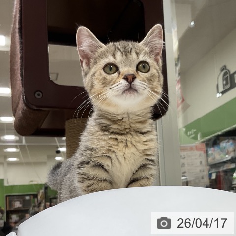 福岡県のマンチカン (ペットプラス 香椎浜店/2026年1月17日生まれ/女の子/ブラウンタビー)の子猫の3枚目の画像