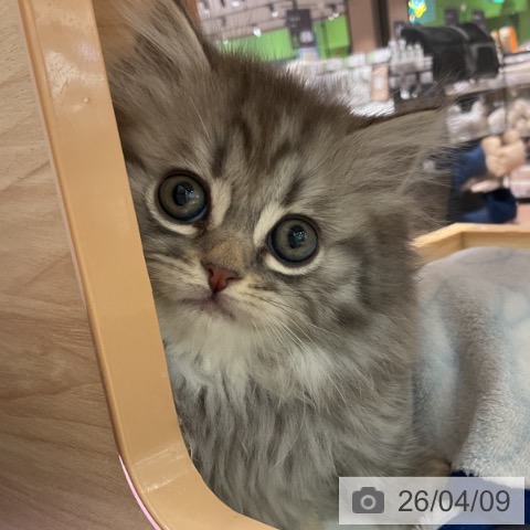 スコティッシュフォールドの写真