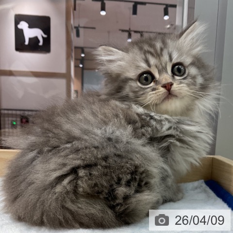 スコティッシュフォールドの写真