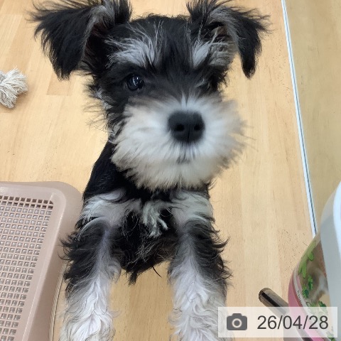 長野県のミニチュアシュナウザー (ペットプラス 松本店/2026年2月6日生まれ/男の子/ブラックシルバー)の子犬の4枚目の画像