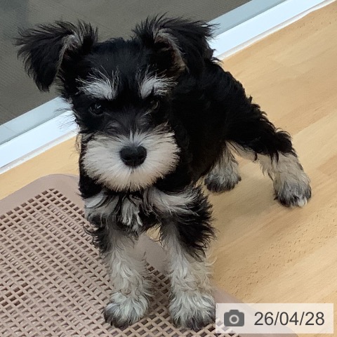 長野県のミニチュアシュナウザー (ペットプラス 松本店/2026年2月6日生まれ/男の子/ブラックシルバー)の子犬の3枚目の画像