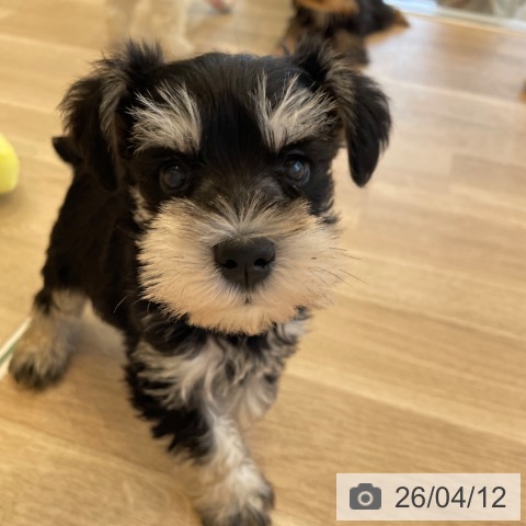 ミニチュア・シュナウザーの写真