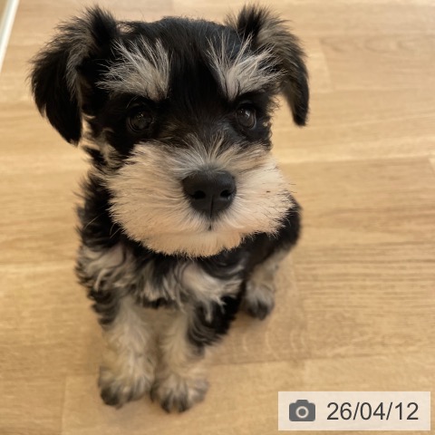 ミニチュア・シュナウザーの写真